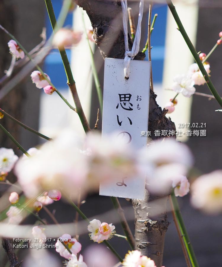 香取神社の香梅園の梅