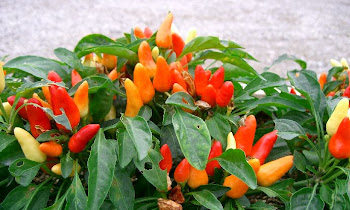CARA MENANAM CABE MERAH DI LAHAN KERING