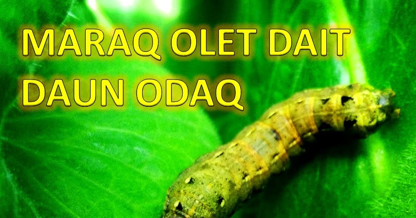 A látásélesség-vizsgálat