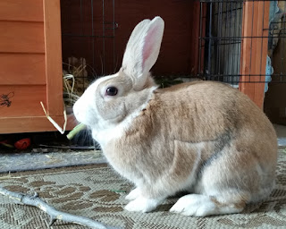 Side view of tri-colour Dutch bunny in front of wooden and wire hutch. Bunny is facing towards the left with a piece of hay sticking out of his mouth. 