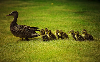 Duck Family Cute Little Ducks Behind Mother HD Wallpaper