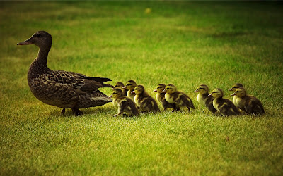 Mother Duck Duck Family HD Desktop Wallpaper