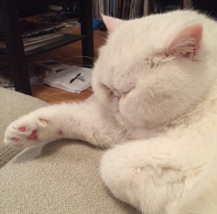 12 Gambar Koleksi Bintang Comel Dan Cute