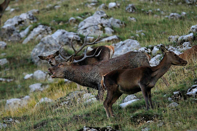 cervo che bramisce