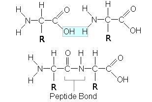 Peptite bond