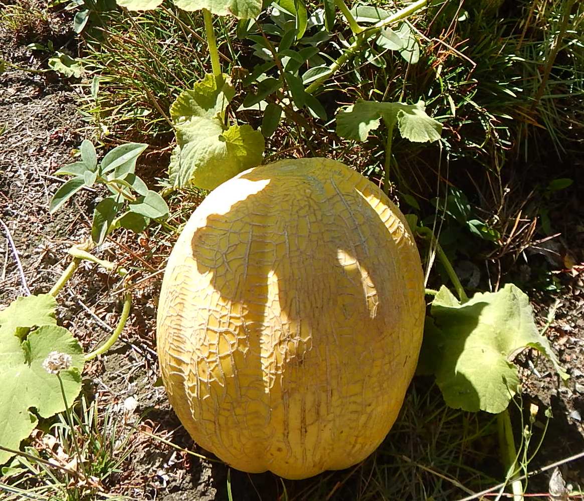 Cocina Chilena . Recetas Caseras Mermelada de Melón