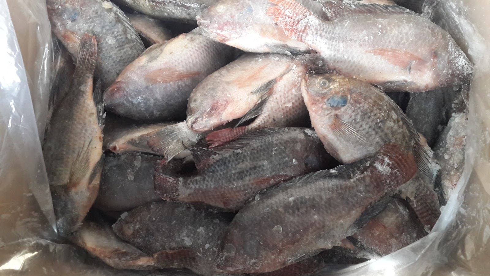 High Quality Tilapia Fish Processing Plant/Exporter from China Maoming Exported 29, 000 Tonnes