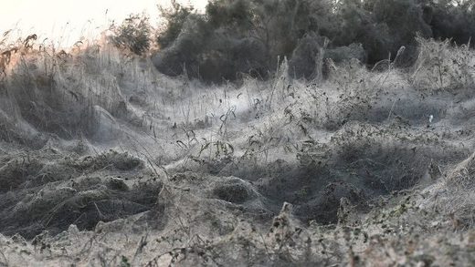Telaranas invaden lago de grecia. Telaranas invaden lago de grecia.