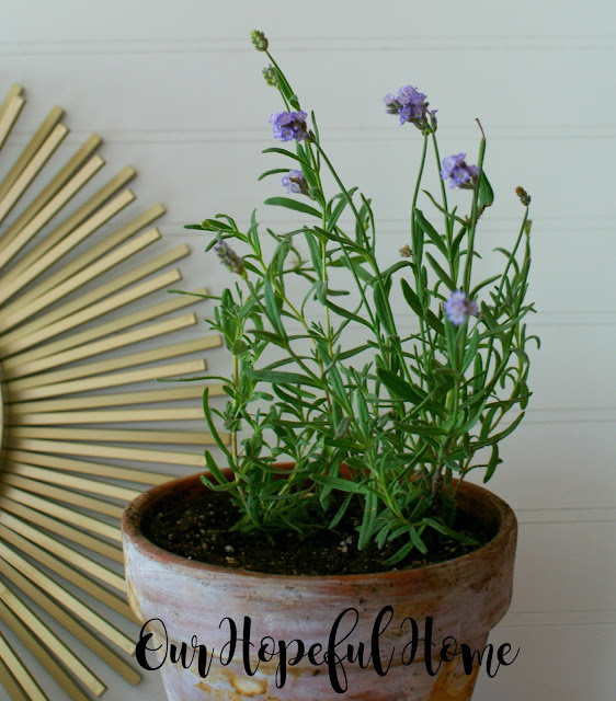 potted lavender plants