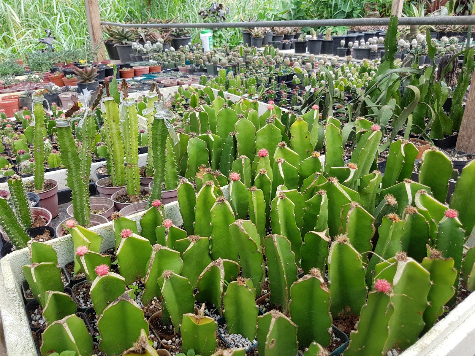 SHARING THE BEST OF THE PHILIPPINES Amazing Ornamental Plants in Tagaytay