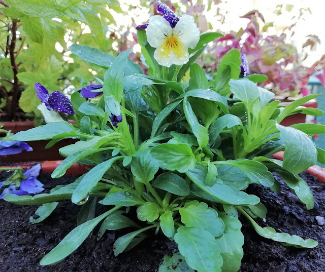 Pensamiento mini o violeta de los Pirineos (Viola cornuta L.).