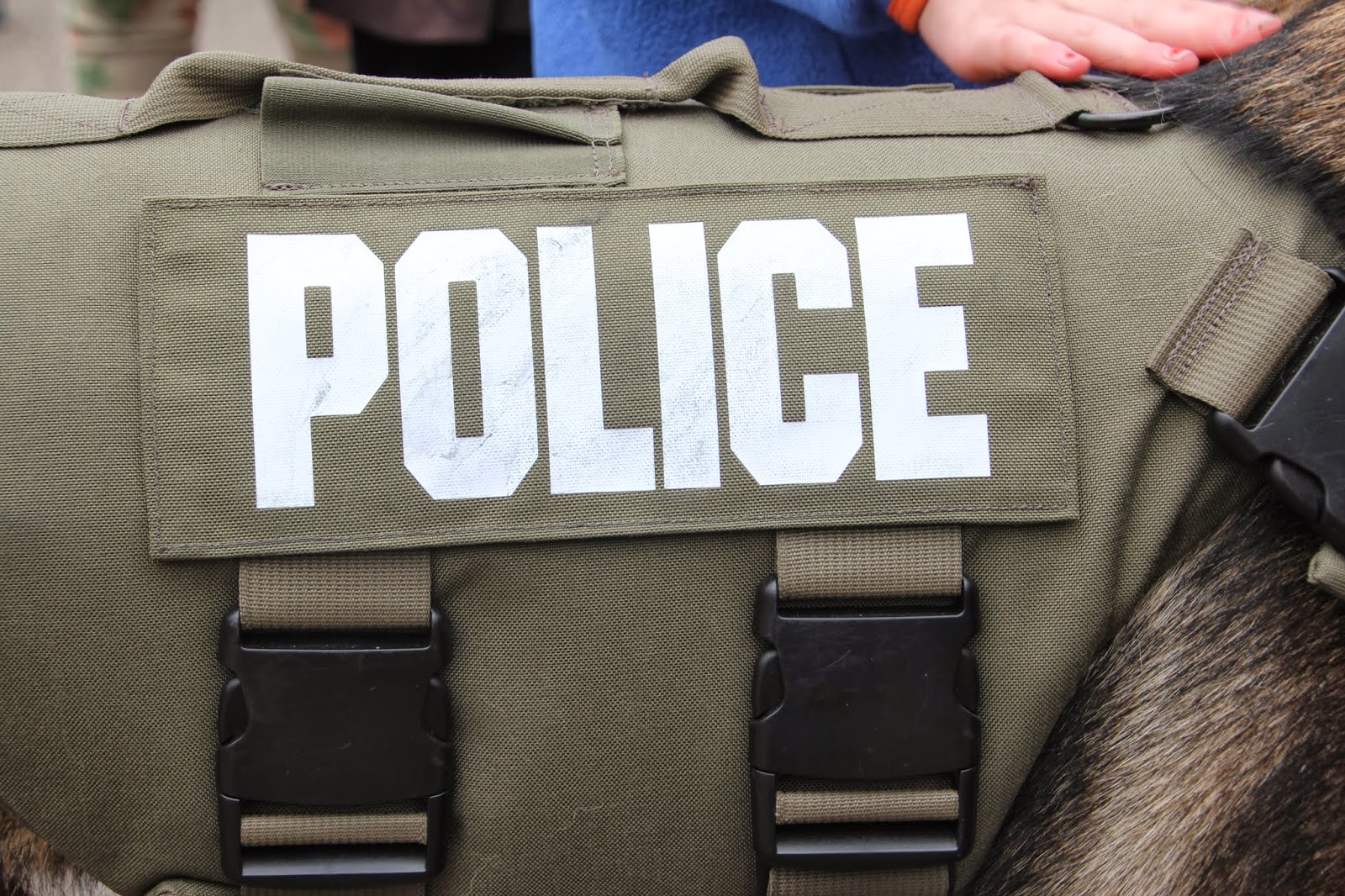 ABC Wednesday "P" IS FOR PROTECTIVE VESTS FOR POLICE DOGS