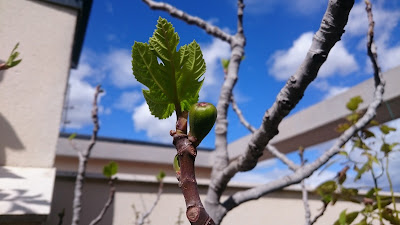 När knoppar brister. Fikon på vår takterrass. Observera bokeh-effekten i bilden.