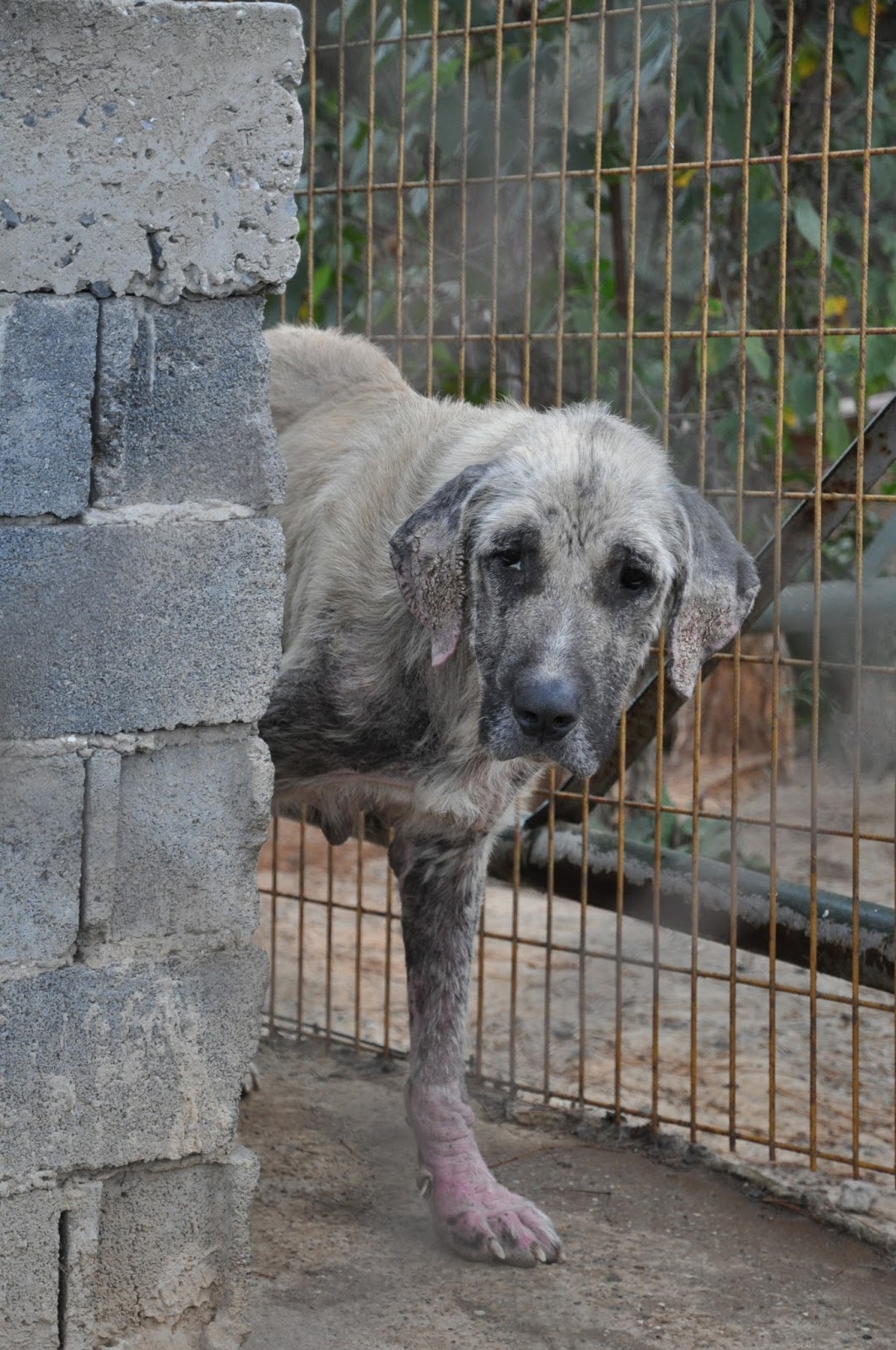 SOKAK HAYVANLARITURKISH STRAYS Luuk Adında Bir KöpekA Dog Named Luuk