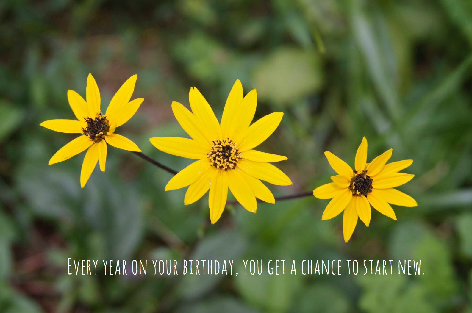 Birthday Quote | Sunday Photos with I Love It All