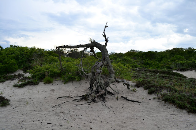 Острів Ассатіг, Меріленд (Assateague Island National Seashore, Maryland)