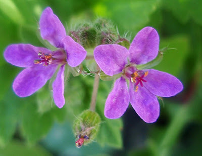 Alfileres, relojes (Erodium malacoides)