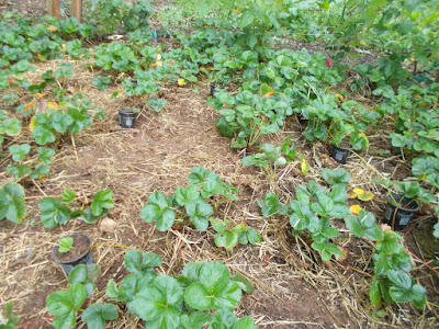 Strawberries Growing your own The 80 Minute Allotment September