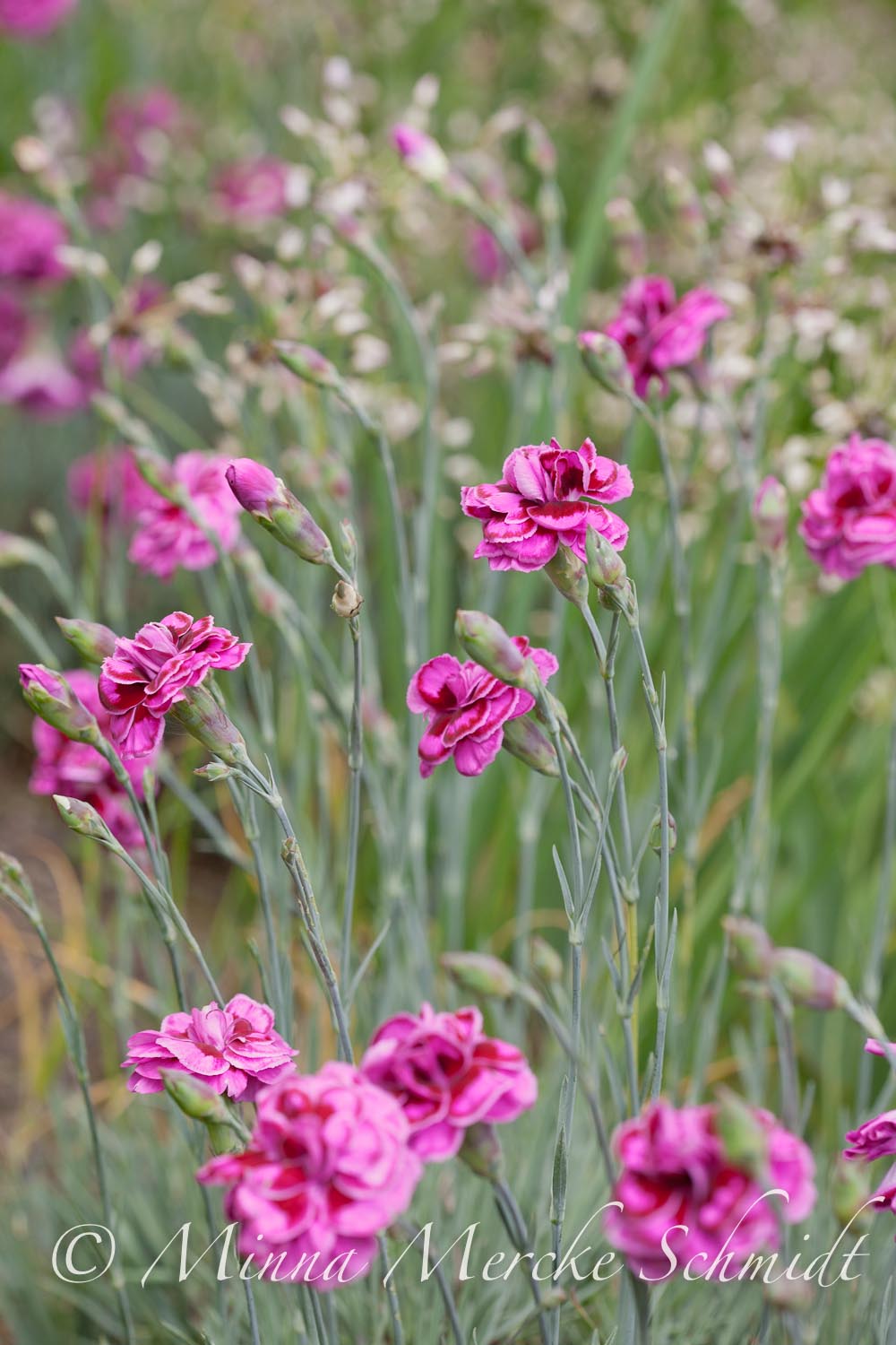 Blomsterverkstad: merriments gardens * pashly manor * sissinghurst
