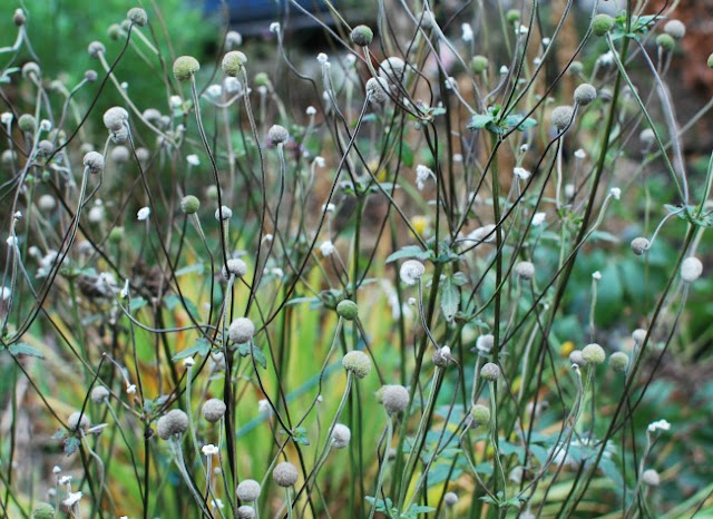 Lots and lots of seed heads, like pom poms