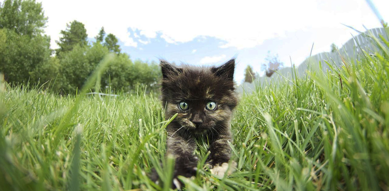 Funny cats - part 196, best cat picture, cute cat pictures, adorable cat photos