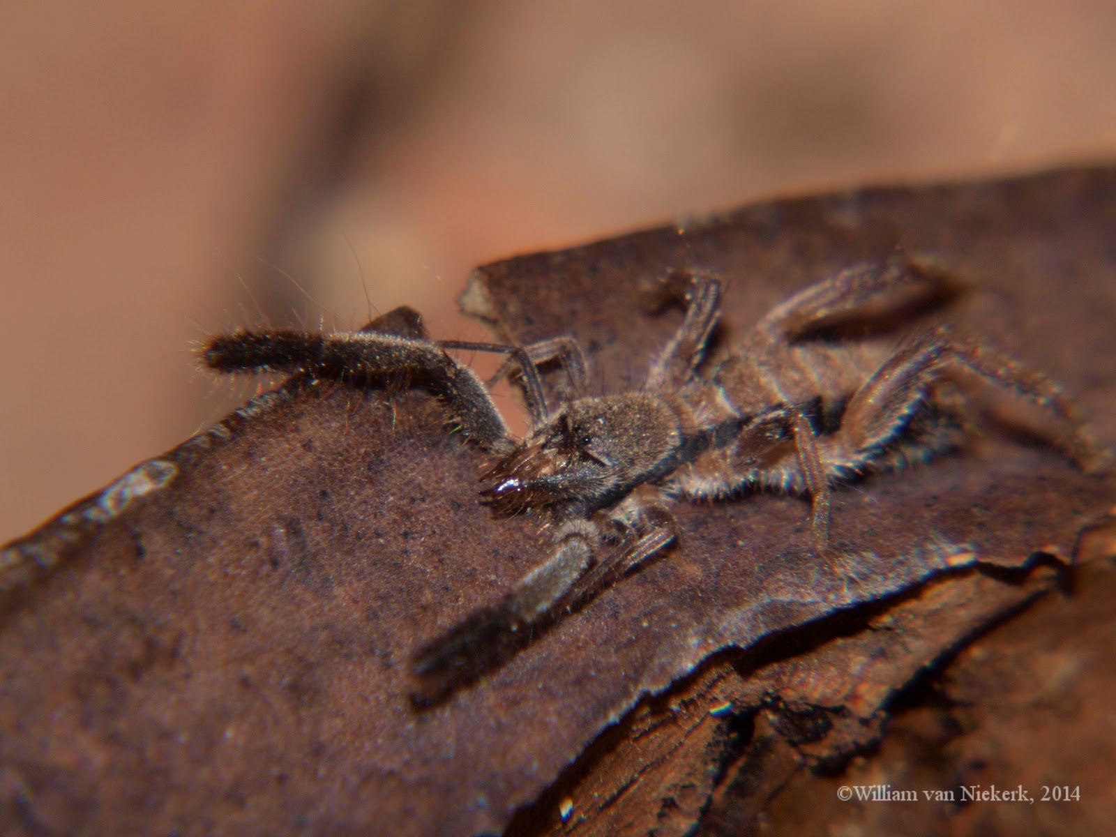 Zambian Wildlife and Bletherings therein Hemiblossia bouvieri