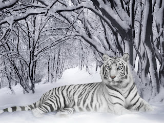 White Tiger HD Wallpapers