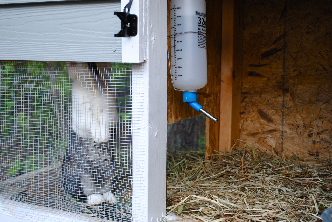 New Every Morning Bunny Hutch 'n Such