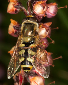 Hoverfly, Eupeodes species, female, cleaning her wing with one leg.  Ashdown Forest, 6 September 2012.