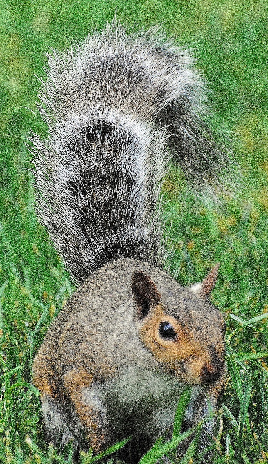 Camera on King & Aurora The squirrel with the raccoon tail