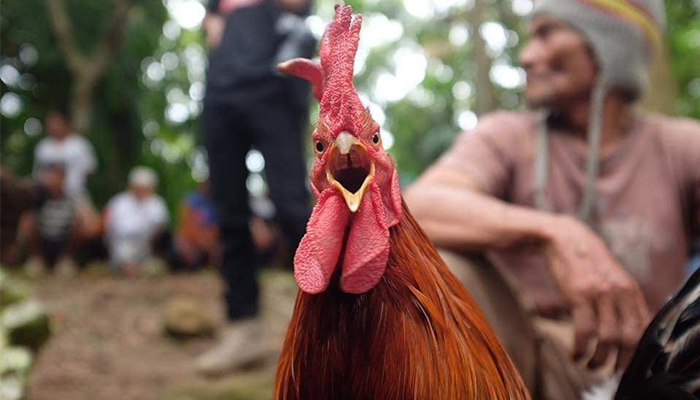 Mappabitte Manu Tradisi Sabung Ayam Khas Bugis Sulsel