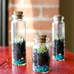 DIY Tiny Terrarium DIY Tiny Terrarium