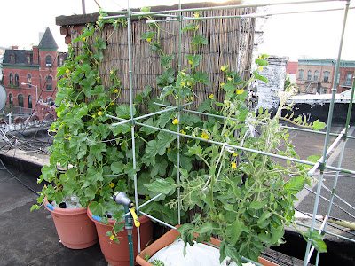 Bucolic Bushwick Rooftop Vegetable Garden 2011