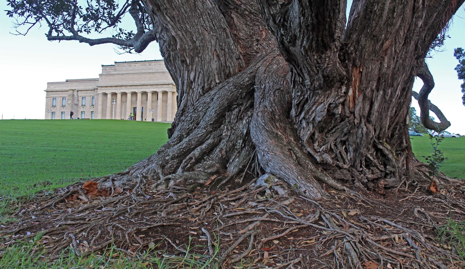 sconzani: A celebration of trees: May: the pohutukawa