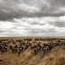 Hundreds of wildebeest crossing the Mara river as they try to get to safety