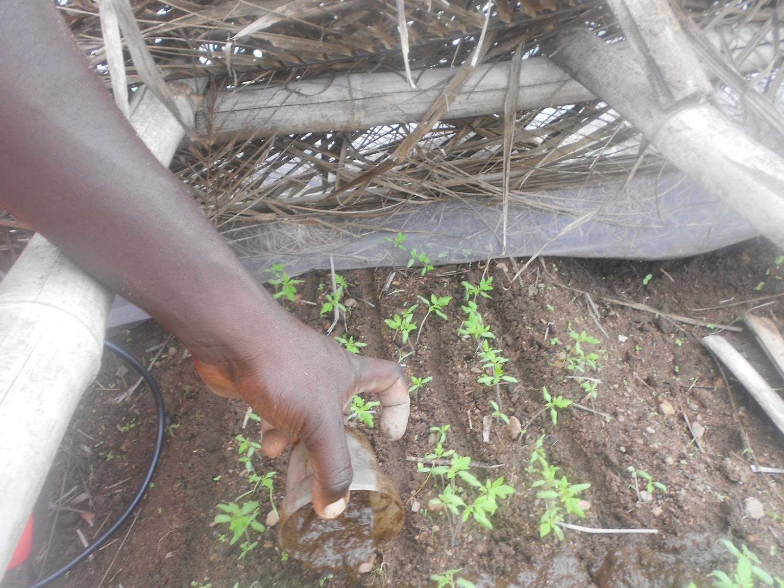 A TO Z YOU NEED TO RAISE TOMATO NURSERY (PART TWO) HYBRID VEGGIES