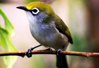 pleci mati mendadak pleci mati mendadak, pleci mati