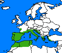 Despiertan cleopatras