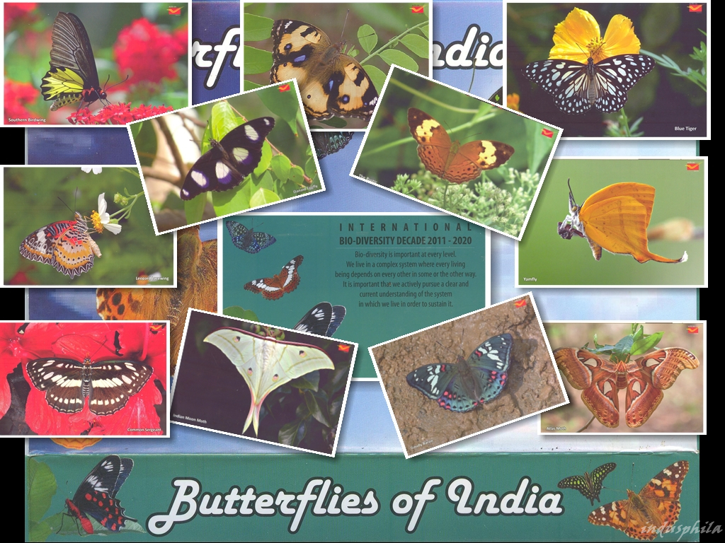 Indus Phila Butterflies of India A picture postcards set
