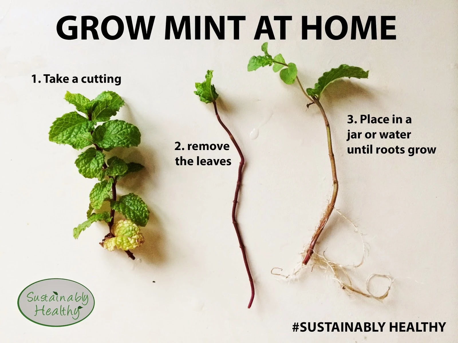 Can Mint Be Planted With Flowers