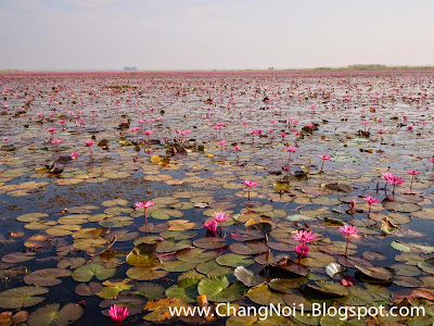 Lotus Flower near Udon Thani, Thailand