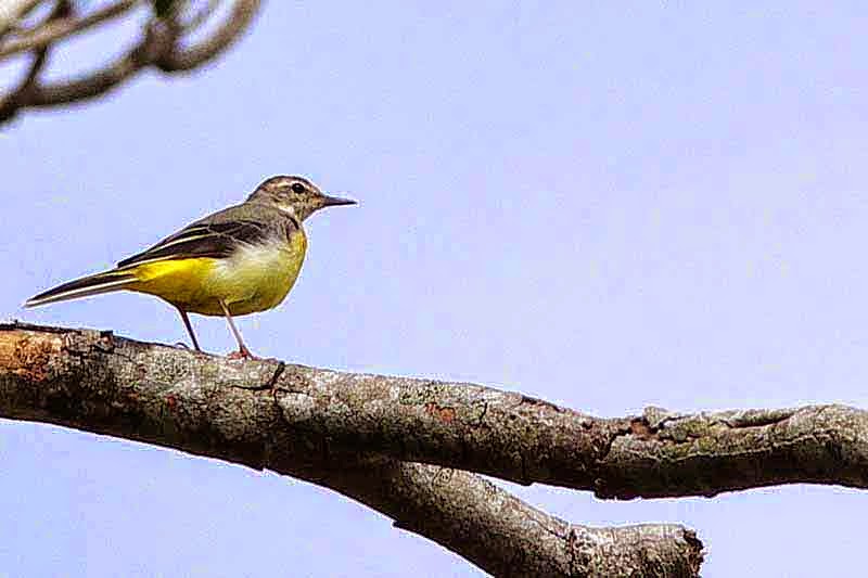 bird, Yellow Wagtail
