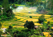 Padi Menguning Di Sungai Landia