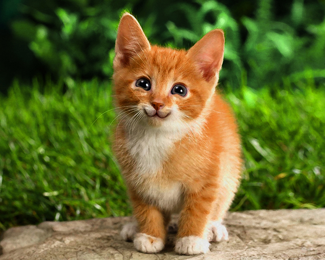 Tutorial Unik Bikin Kucing Senyum Manis Photoshop Blog Gambar