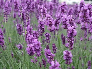  Gambar  Bunga Lavender Yang Sangat Indah Kumpulan Gambar 