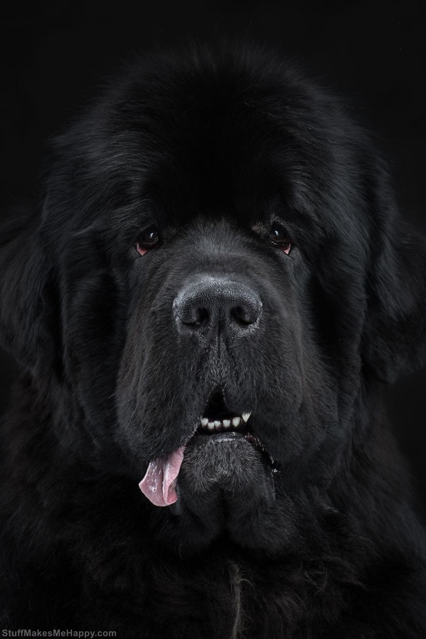 9. Pierre - a huge and fluffy Newfoundland that does not fit into the frame