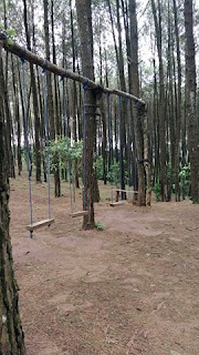 Wisata Pinus Pengger Jogjakarta