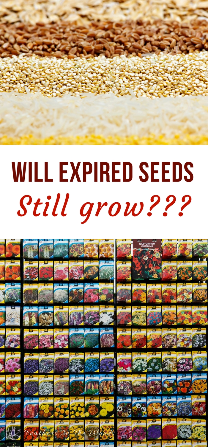 Will last years seeds grow? Feathers in the woods