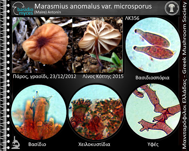 Marasmius anomalus var. microsporus (Maire) Antonín