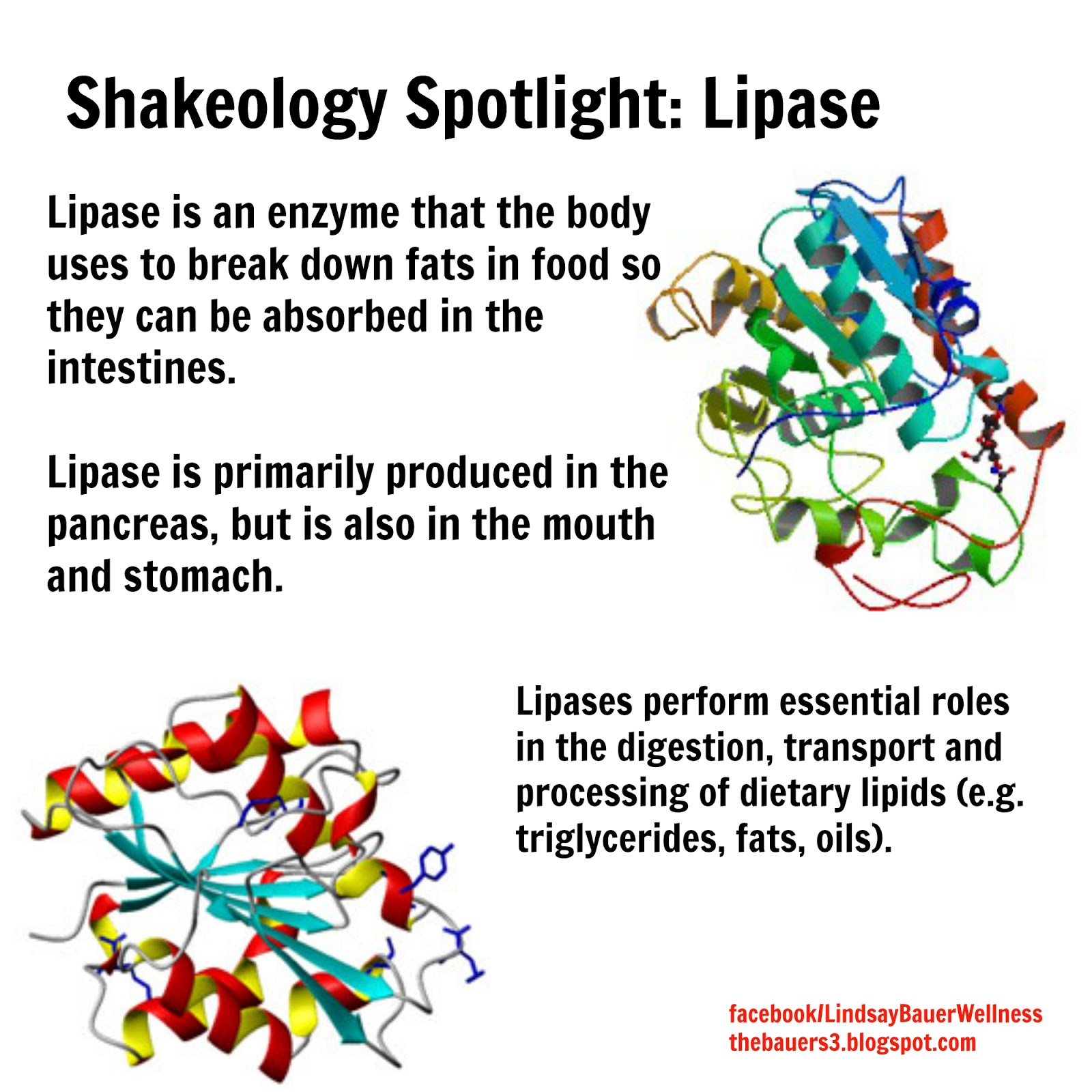 Lindsay Bauer Wellness: Shakeology Spotlight - Lipase